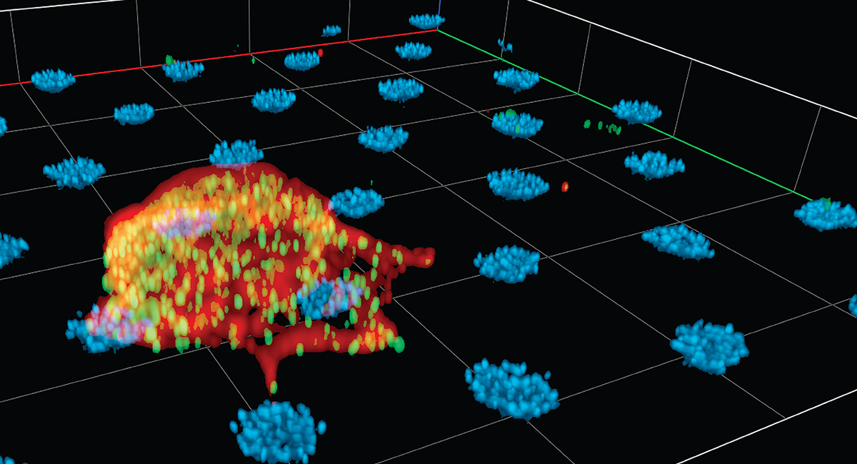 3D microscopy reconstruction of a macrophage amid a field of blue cell clusters